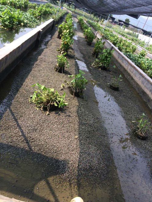 水蛭养殖场_广东省水蛭研究基地|广东水蛭|广东水蛭苗